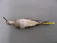 鷹斑鷸藏品圖，第2張